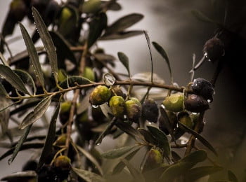 Olives Trees of Kalamota