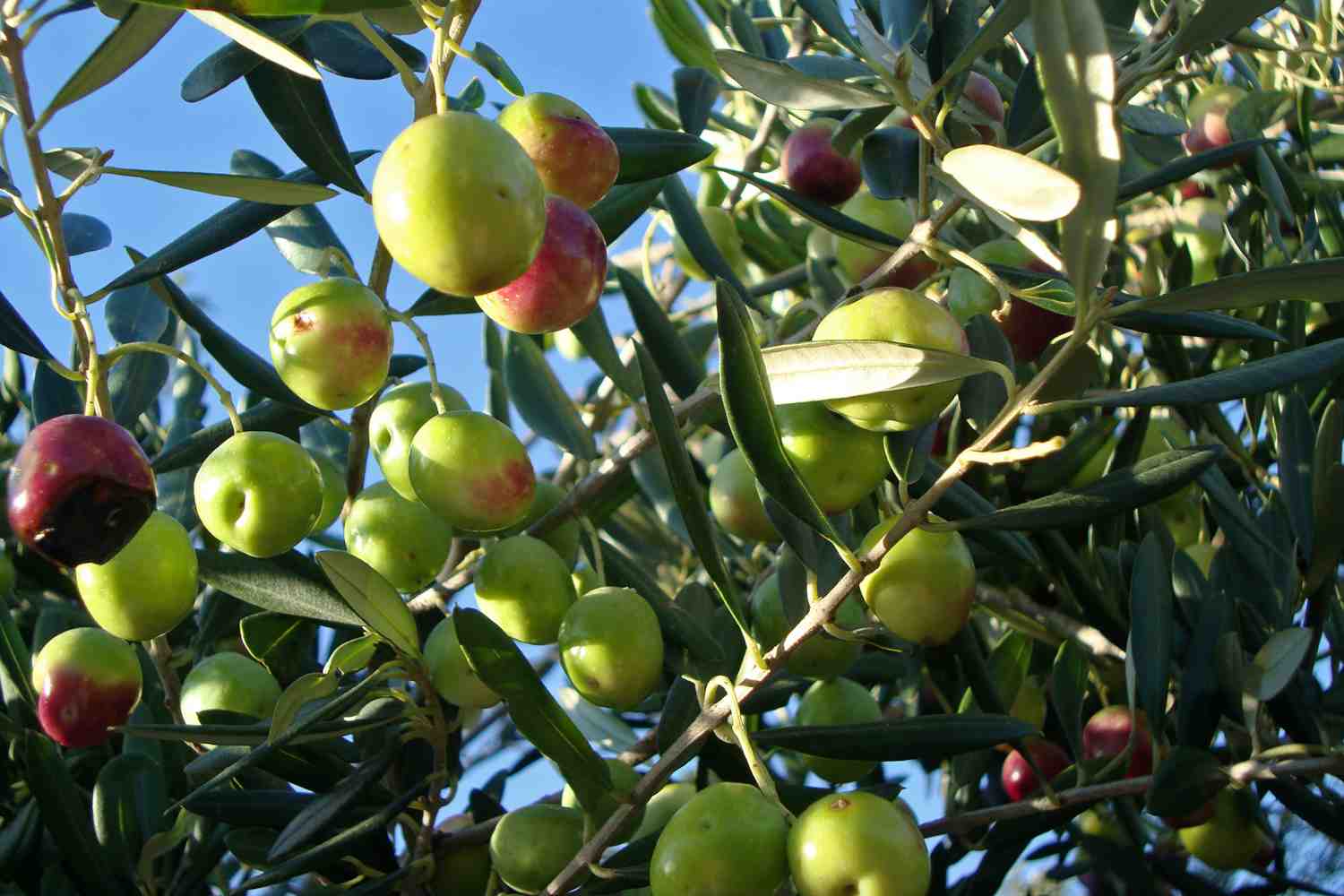 Šipan olive groves